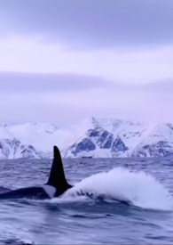 �������Ƿ����˷���